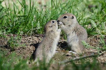 Naklejka na ściany i meble Two Cute Ground Squirrels Sharing a Little Kiss