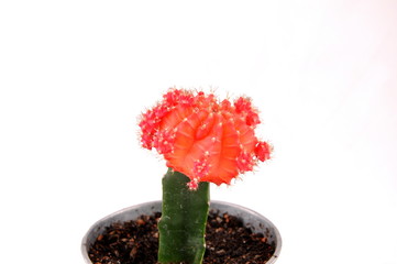 Cactus in a pot