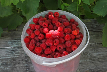Full white plastic bucket of berries red raspberries stands on a