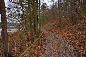 Forest lake in autumn