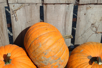 three smaller pumpkins piled in a wooden crate