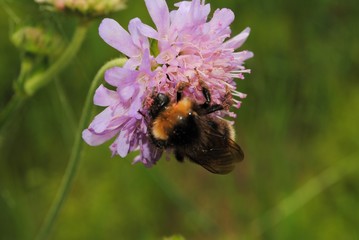 Hummel