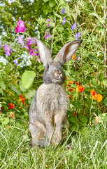 Light gray rabbit stands on a background of beautiful flowers
