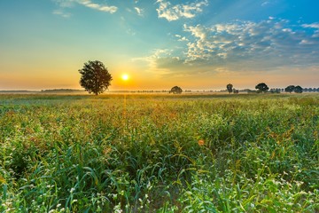 Summer sunrise over blooming buckwheat field with weeds