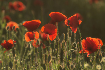 Pod słońce © Tomek Kiecana