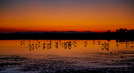 Beautiful sunset with flamingos silhouettes