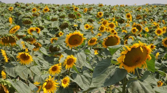 A beautiful sunflower field - Stock Image 