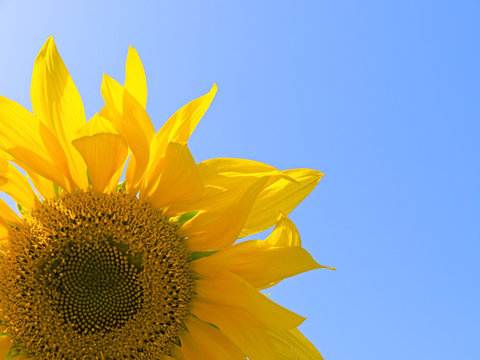 Yellow sunflower isolated over blue sky