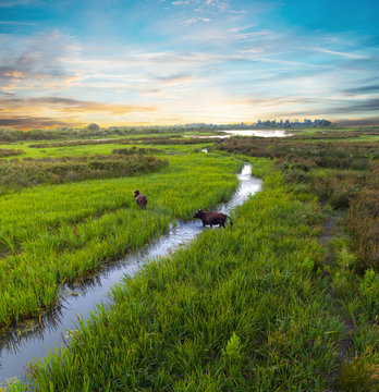 Water buffalos standing on green grass