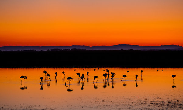 Fototapeta Beautiful sunset with flamingos silhouettes