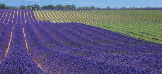Plakat Lavender field in France during harvest