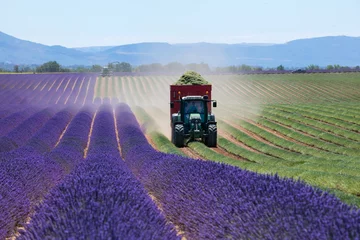 Foto auf Acrylglas Lavender field in France during harvest time © Jag_cz