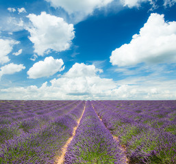 Beautiful landscape of blooming lavender field