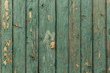 Fototapeta premium Old wooden plank texture on a door or wall cladding with peeling weathered green paint flaking off from the surface. background
