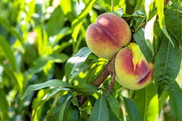 peach. Peaches on a tree 