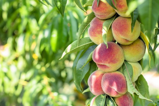 peach. Peaches on a tree 