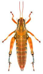 Short-horned grasshopper Podisma pedestris isolated on white background, dorsal view.