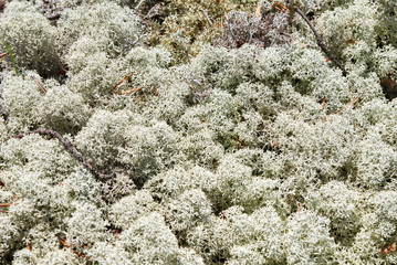 natural reindeer moss on granite surface (lat. Cladonia alpestris)