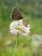Two butterflies sit on a lonely flower on blurred background