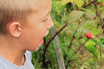 Child picking berries from a plant. Kid eating fresh fruit on organic farm. Outdoor family summer fun in the country. Family countryside holidays
