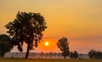 Summer sunrise over fields and trees silhouettes