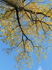 Fototapeta premium grande quercia