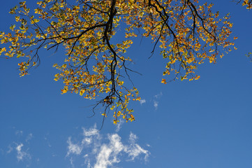 grande quercia
