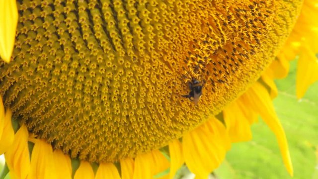A bee pollinates a sunflower. Beautiful sunflower field in summer - Stock Video