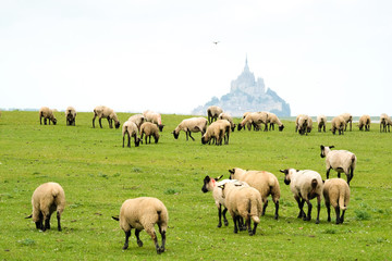 Naklejka na ściany i meble mouton baie saint michel élevage prairie herbe abbaye troupeau
