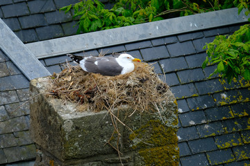 Naklejka premium nid nidification goéland cheminé toit bretagne oeuf oiseau nat