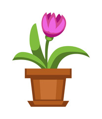 Home flowers in pot