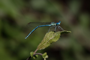 Libelle - Gemeine Becherjungfer - Enallagma cyathigerum - Makro / Nahaufnahme