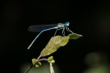 Libelle - Gemeine Becherjungfer - Enallagma cyathigerum - Makro / Nahaufnahme