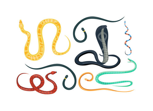 Snake reptile cartoon vector