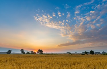 Obraz premium Misty morning landscape with cereal field under beautiful sky.