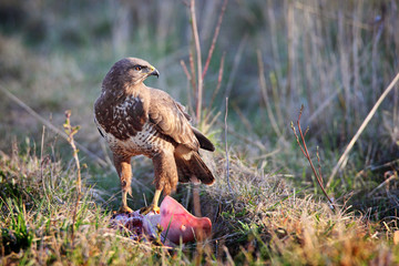 buzzard sitting in grass