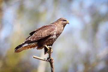 buzzard sitting on a branch