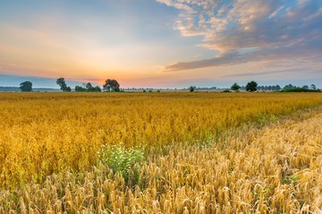 Misty morning landscape with cereal field under beautiful sky.