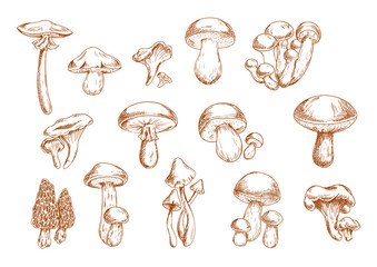 Edible mushrooms sketches for food design