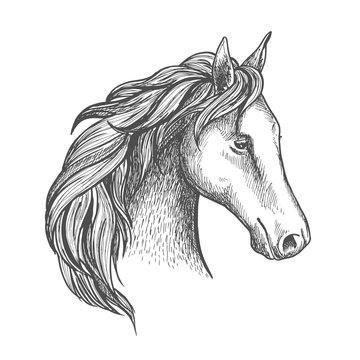 Sketched horse head icon of arabian stallion