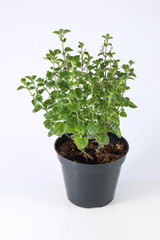 pianta aromatica, erba pepe in vaso