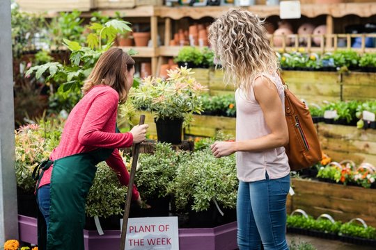 Female florist showing potted plant to woman