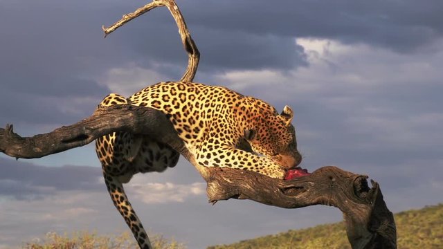 Leopard sitting in a tree, eating a chunk of meat.