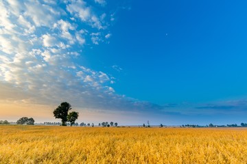 Fototapeta premium Misty morning landscape with cereal field under beautiful sky.