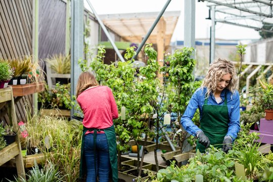 Two female florist working together