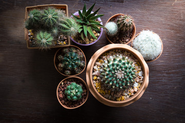 Cactus on wooden background with vintage filter .