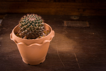 Cactus and succulents on a wooden background.