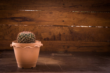 Cactus and succulents on a wooden background.