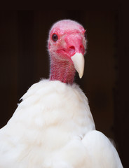 Portrait of Albino Turkey Vulture