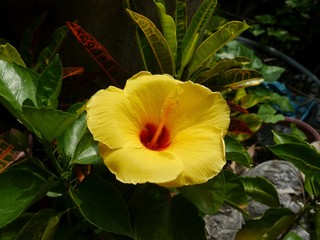 Hibiscus